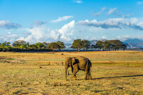 Udawalawe