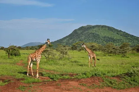 Combiné circuit et hôtel Des Lodges de Tanzanie à l'Archipel de Zanzibar, plage de Matemwe arusha Tanzanie