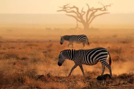Circuit Rencontres Sauvages et Sable Blanc en Privatif nairobi Tanzanie