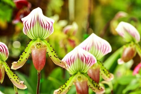 Orchidées